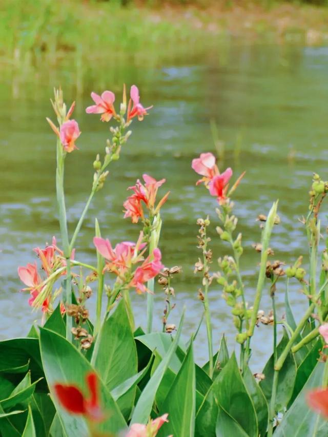 四季流转，青浦这座公园的颜值从来不掉线！