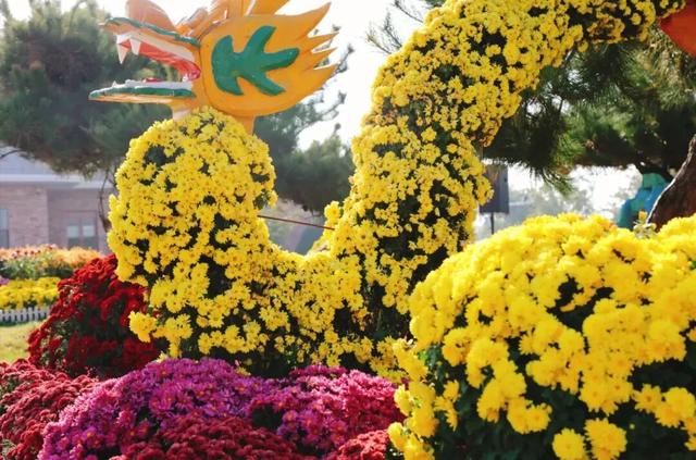 爱上潍坊丨从市树市花中研读潍坊