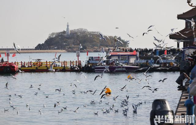 人鸥共舞 和谐画卷