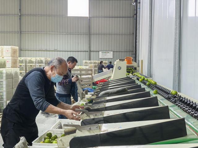 “双11”15年观察：安岳柠檬换条“赛道”闯世界