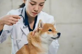 看一次病就要花几千！宠物医疗AB面：铲屎官们嫌贵，医院却在亏损……图片