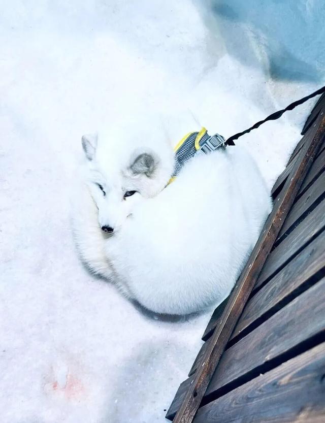 一键收藏！卾冬最全滑雪攻略