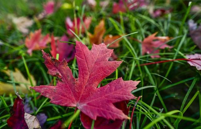 本周末迎赏红高峰，副中心金秋美景邀您共赴“京秋”之约