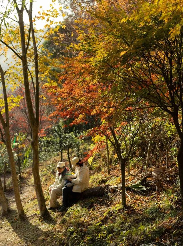 Hi走奉化③ | 拿下最高峰！蜘蛛岭古道虽累，但这秋色值了！