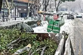 武汉的一场冻雨大雪为何压断了那么多树？图片