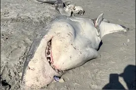 DNA证据证实澳大利亚的虎鲸猎杀了一条15英尺长的白鲨 并吃掉其肝脏图片