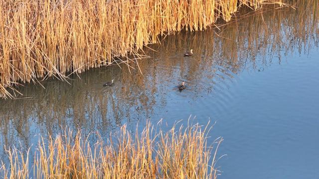 湿地秋语｜桑干水阔 秋韵如画
