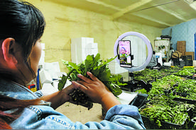 菏泽： 电商直播为农产品插上“云翅膀”图片