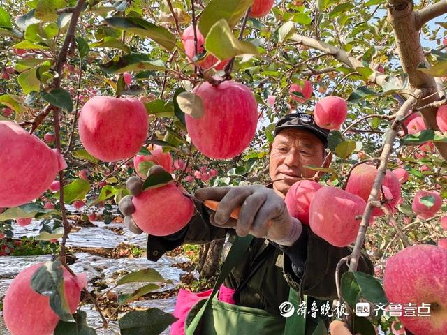 当“苹果再就业”邂逅“艺术探访”！“仙境烟台游”活动再启程