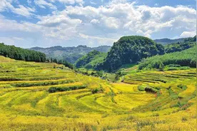 云南：藏粮于技 山野稻香图片