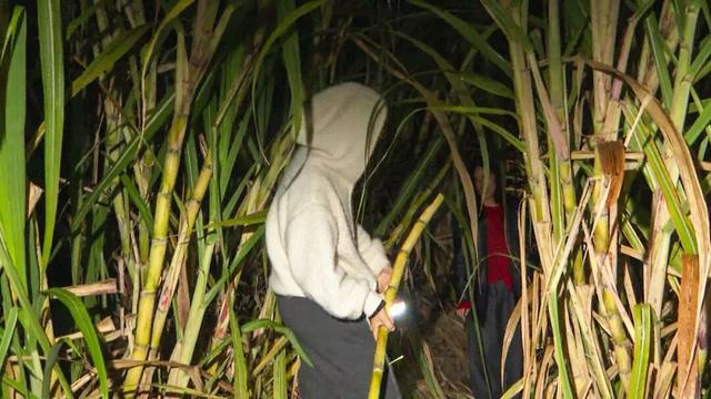 玩起来！在衢江光明正大“偷”甘蔗