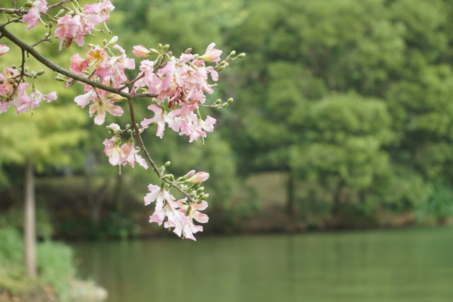 初冬的风里竟有了粉色的“味道”！就在龙潭公园里~