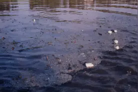 从筼筜湖蝶变到中华白海豚频现，厦门治水做对了什么？图片