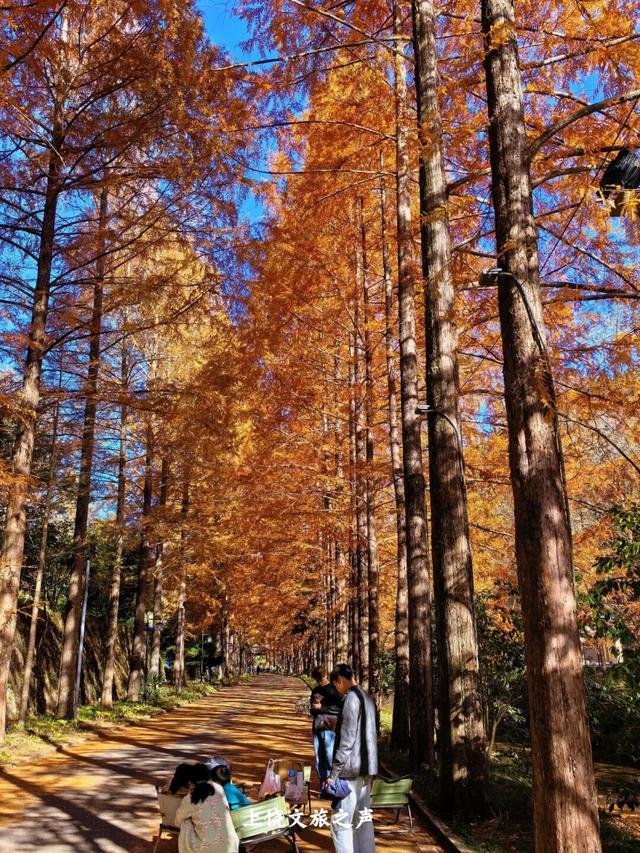 上饶冬日山野真的绝美，赶紧进山“Forest walk”一下~