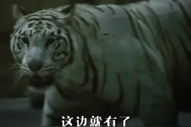上个晚班，去看看夜幕之下它们到底嗨不嗨？图片