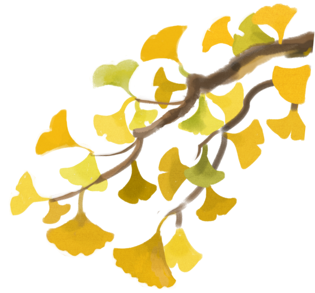 银杏渐黄，黄金城道即将进入“观赏季”→