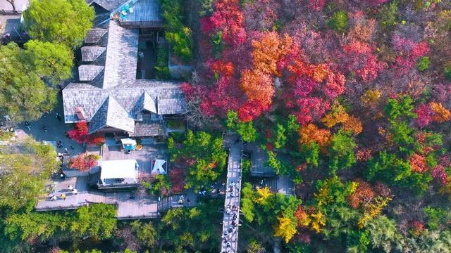九如山推出“红叶保障计划”，让游客遇见最美风景