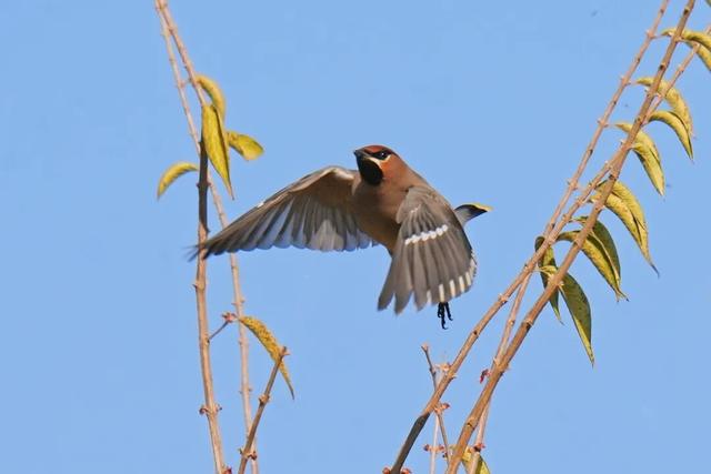 太平鸟群如约归朝 凌河初冬再添灵动