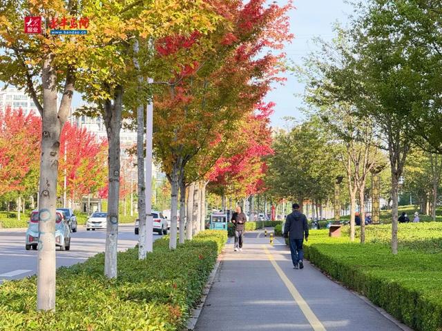 秋日限定！诸城枫香路景观上线 三色枫叶扮靓城市街头