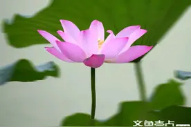 气质绝美，清新出尘，一组荷花美图，让你舒心愉悦图片