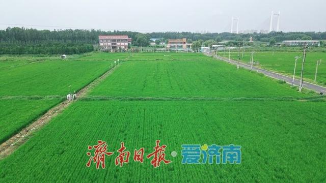 一年四季 泉在济南丨济西稻浪映秋色，席家庄田园画卷正浓