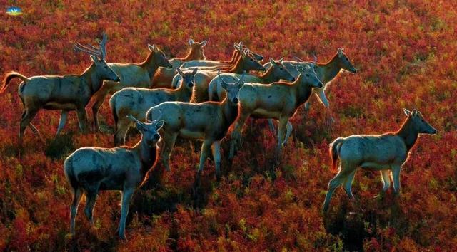 抓紧出发！错过就要等明年！