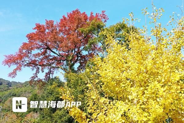 九峰村红枫银杏交织成画，成福州人周末游新宠