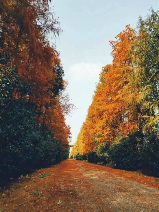 魔都最大水杉林，开始红了！