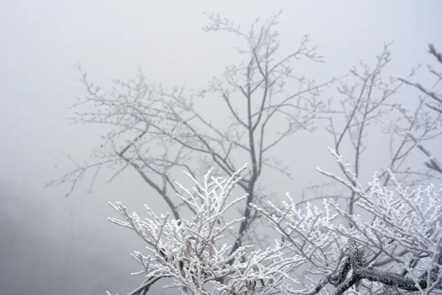 冬日限定！贵州的雾凇秘境藏不住了