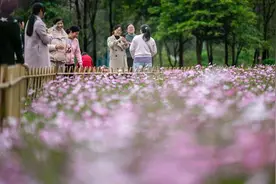 春意浓 到广州黄埔赏花踏青图片
