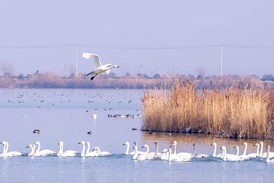 凤台：候鸟越冬绘生态美景