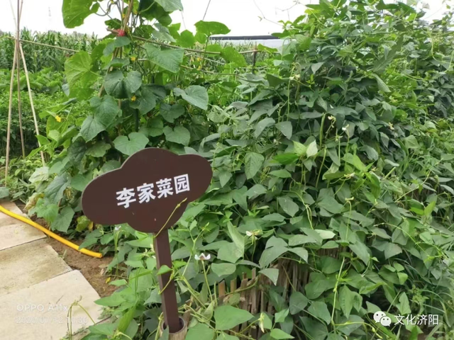 自驾行·游乡村｜济南线路推荐：济阳、商河篇