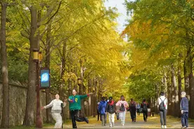 芳园景佳：圆明园芦花、银杏进入最佳观赏季图片