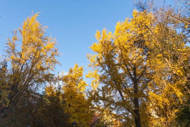 藏不住了！攒了整个秋天的北医美景，立冬前全部分享！