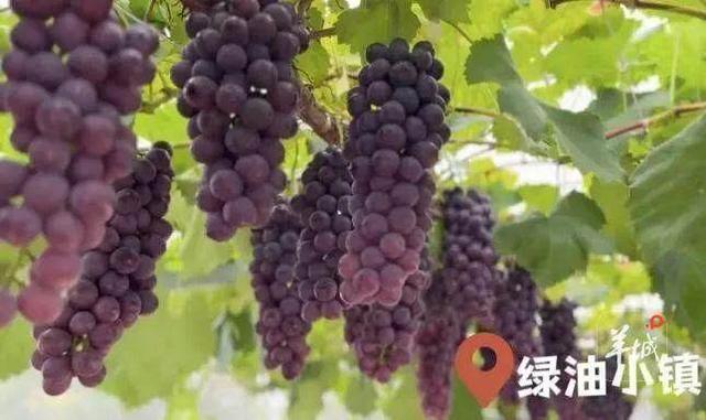 乐游河源丨“古韵龙川·山水纳凉”两日游，开启清凉暑假之旅