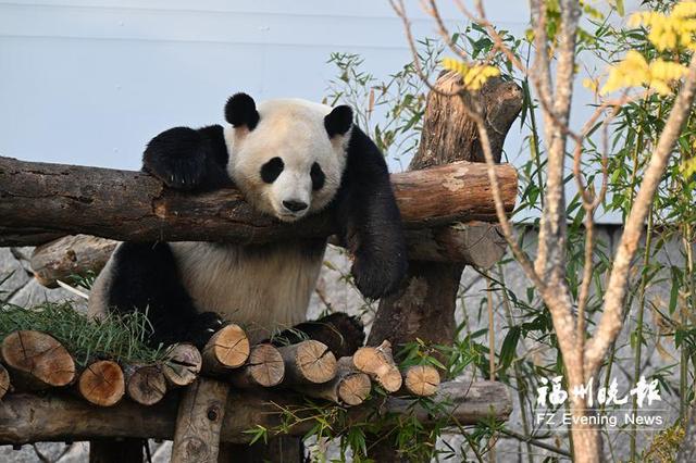 福州熊猫世界焕新开园