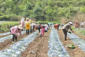 宣威市龙潭镇：以“三个一批”走好乡村振兴路图片