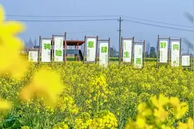 春日限定美好丨成都小众油菜花点位推荐图片