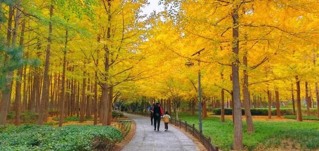 赏秋不用远足，济南森林公园诗意盎然