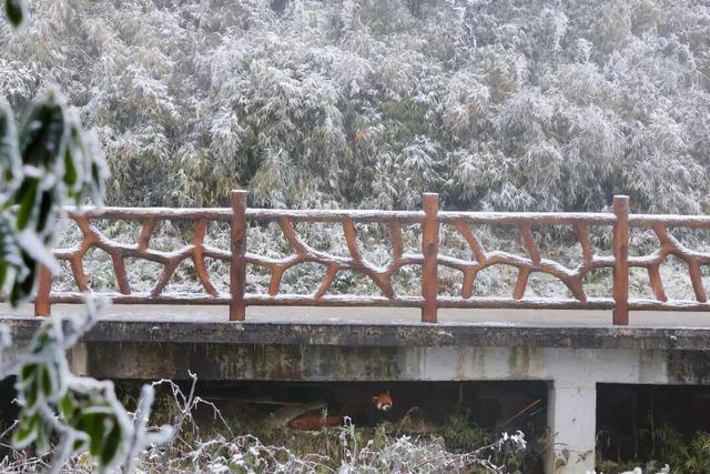 瓦屋山百万游客倒计时！“天选锦鲤”即将诞生，解锁独一份的重磅惊喜！这份天降好运会是你的吗？！