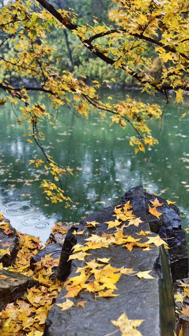 雨落颐和园后溪湖，秋色染透一地金黄