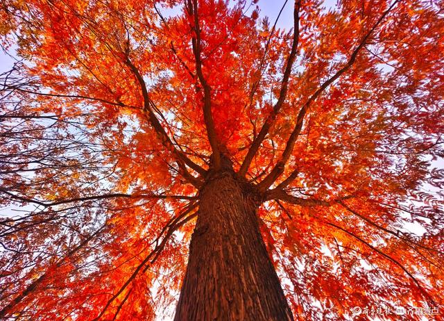 冬日水杉叶泛红，沂河岸边添美景