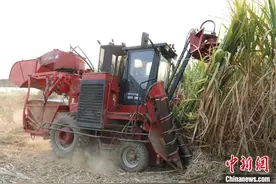 （走进中国乡村）科技创新助中国蔗农端稳“糖罐子”图片