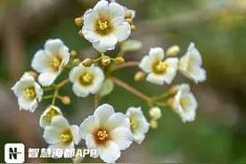 惊艳！泉州永春油桐花盛开，为群山增加一抹鲜艳色彩图片