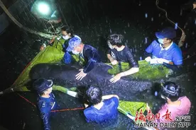 三亚一短肢领航鲸搁浅，救援人员：鲸鱼身体出现侧翻，看护人员紧缺图片