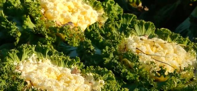 景山公园上线“新皮肤”，市民走近一看：这菜我吃过