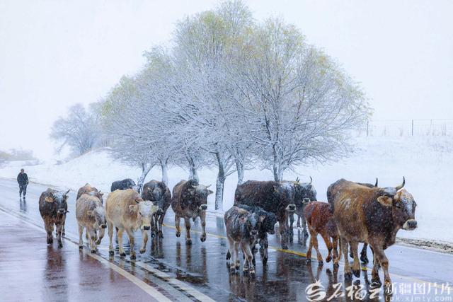 那拉提：雪花轻舞绘就清雅丹青