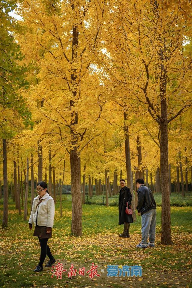 一年四季 泉在济南丨济南森林公园银杏林满目金黄如诗如画
