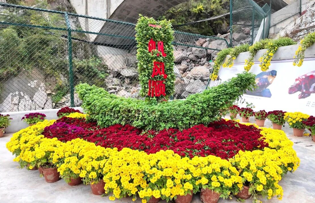 不是花中偏爱菊，此花开尽更无花！保康五道峡景区菊开成海