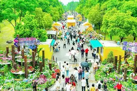乱花渐欲迷人眼 五一假期快来世界花园大会品花图片